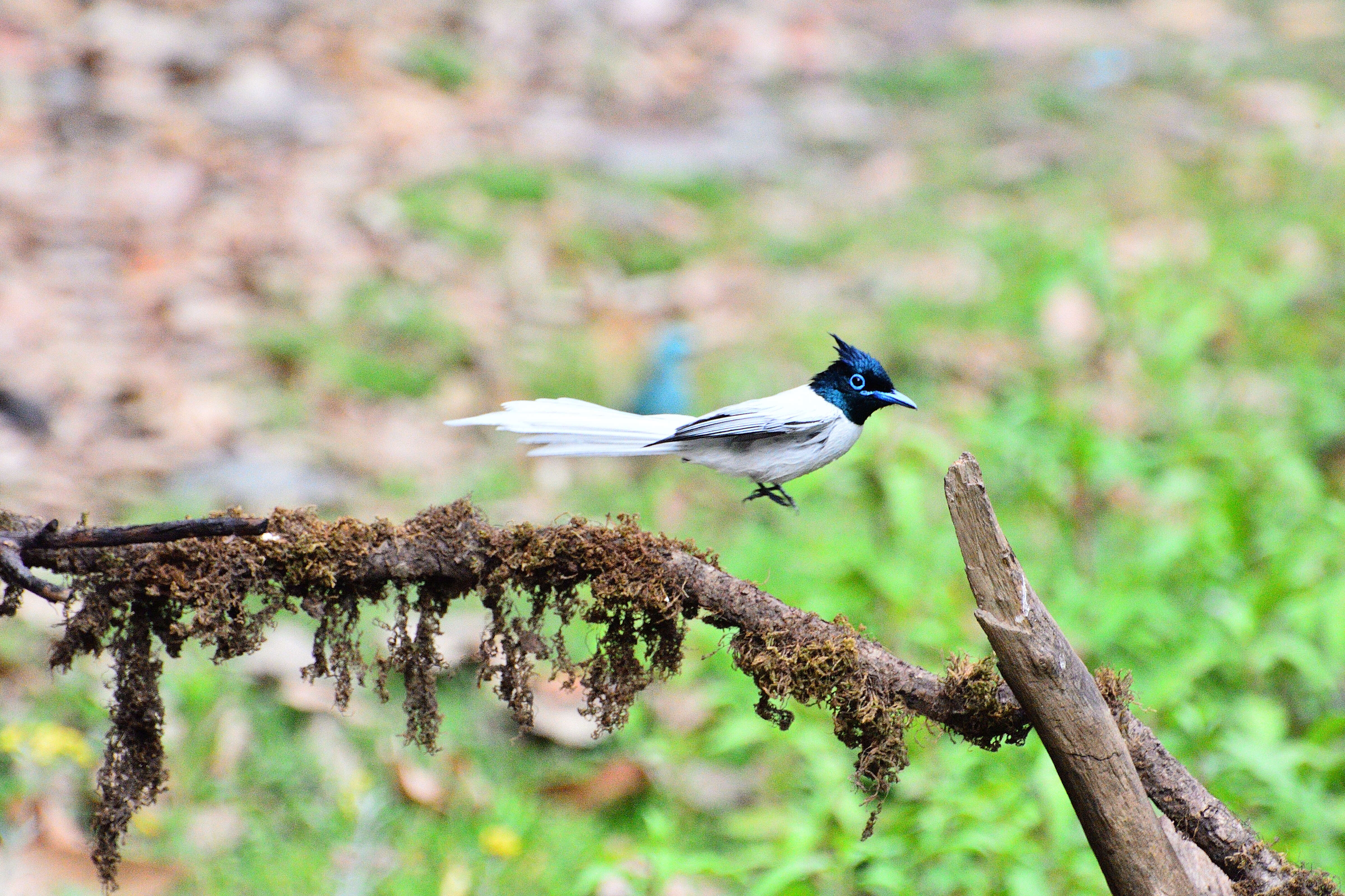 Image of Asian Paradise-Flycatcher