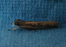 Image of Helcystogramma phryganitis Meyrick 1911