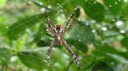 Image of Argiope pulchella Thorell 1881