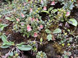 Imagem de Gaultheria trichophylla Royle