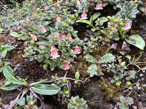 Plancia ëd Gaultheria trichophylla Royle