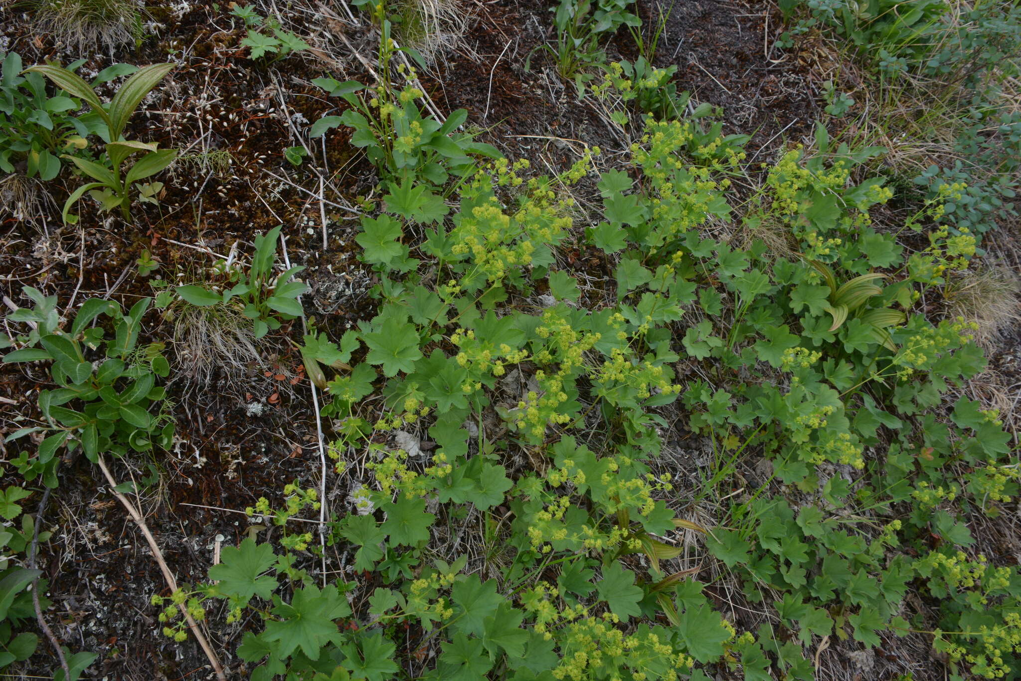 Plancia ëd Alchemilla murbeckiana Buser