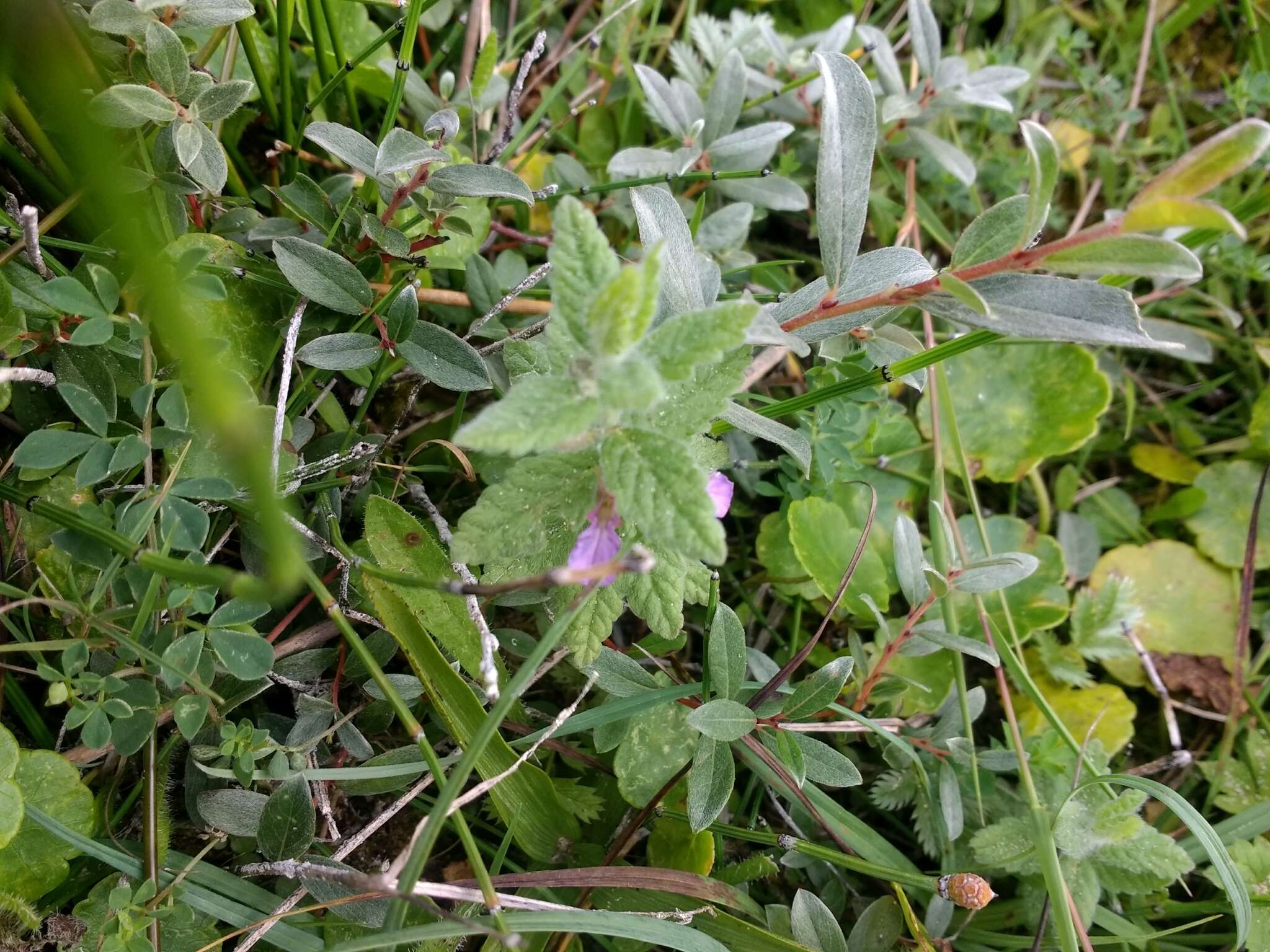 Image of Water germander