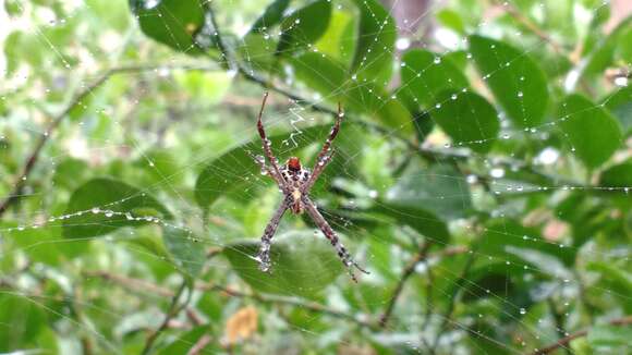 Image of Argiope pulchella Thorell 1881