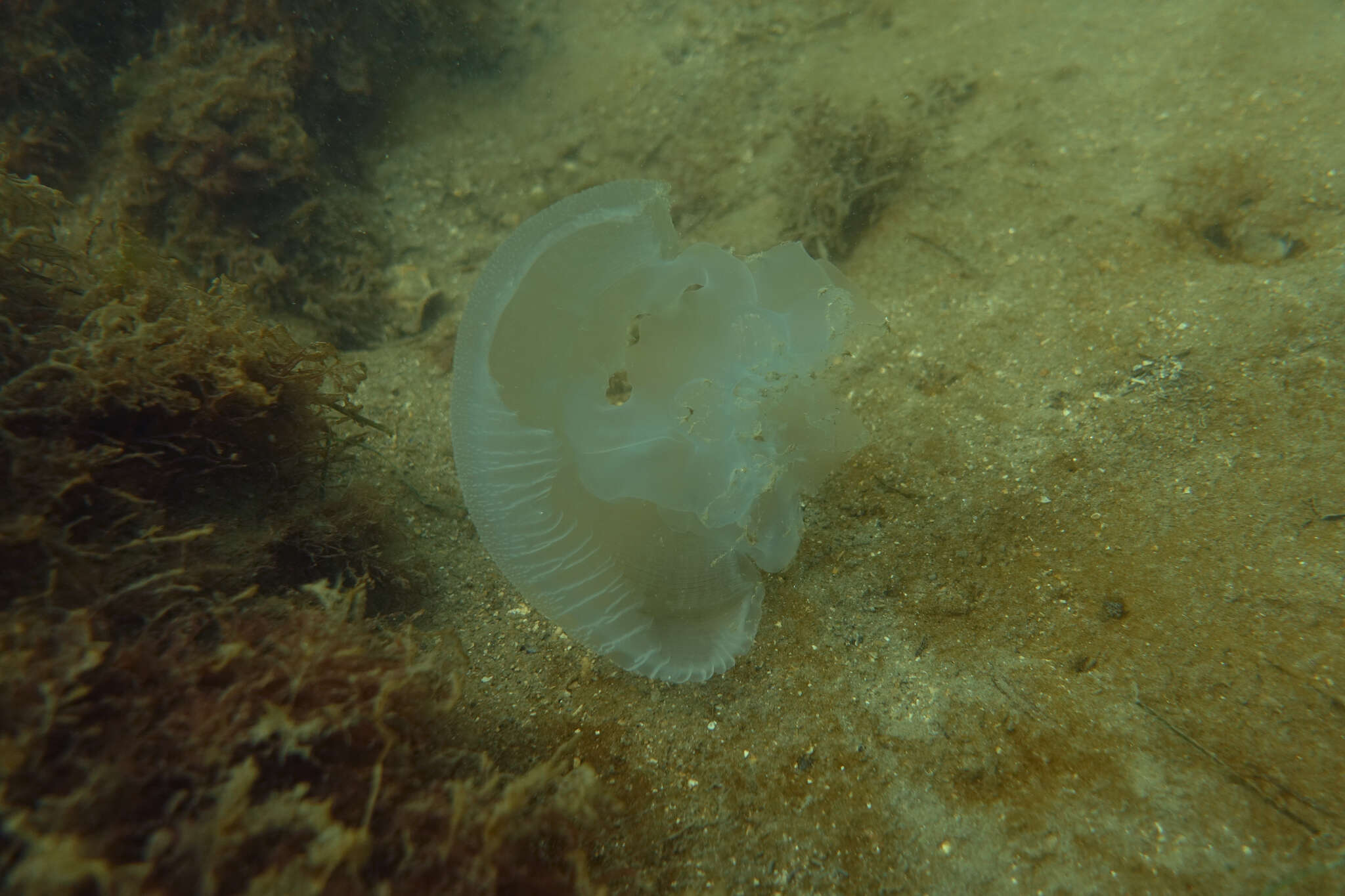 Image of Jelly Blubber