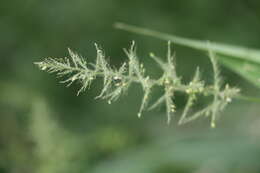 Image of East Indian bristlegrass