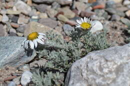 Image of Allardia tomentosa DC.