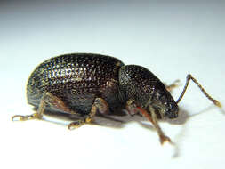 Image of Cribrate Weevil