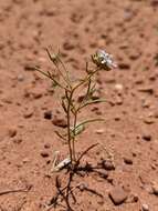 Image of sanddune ipomopsis