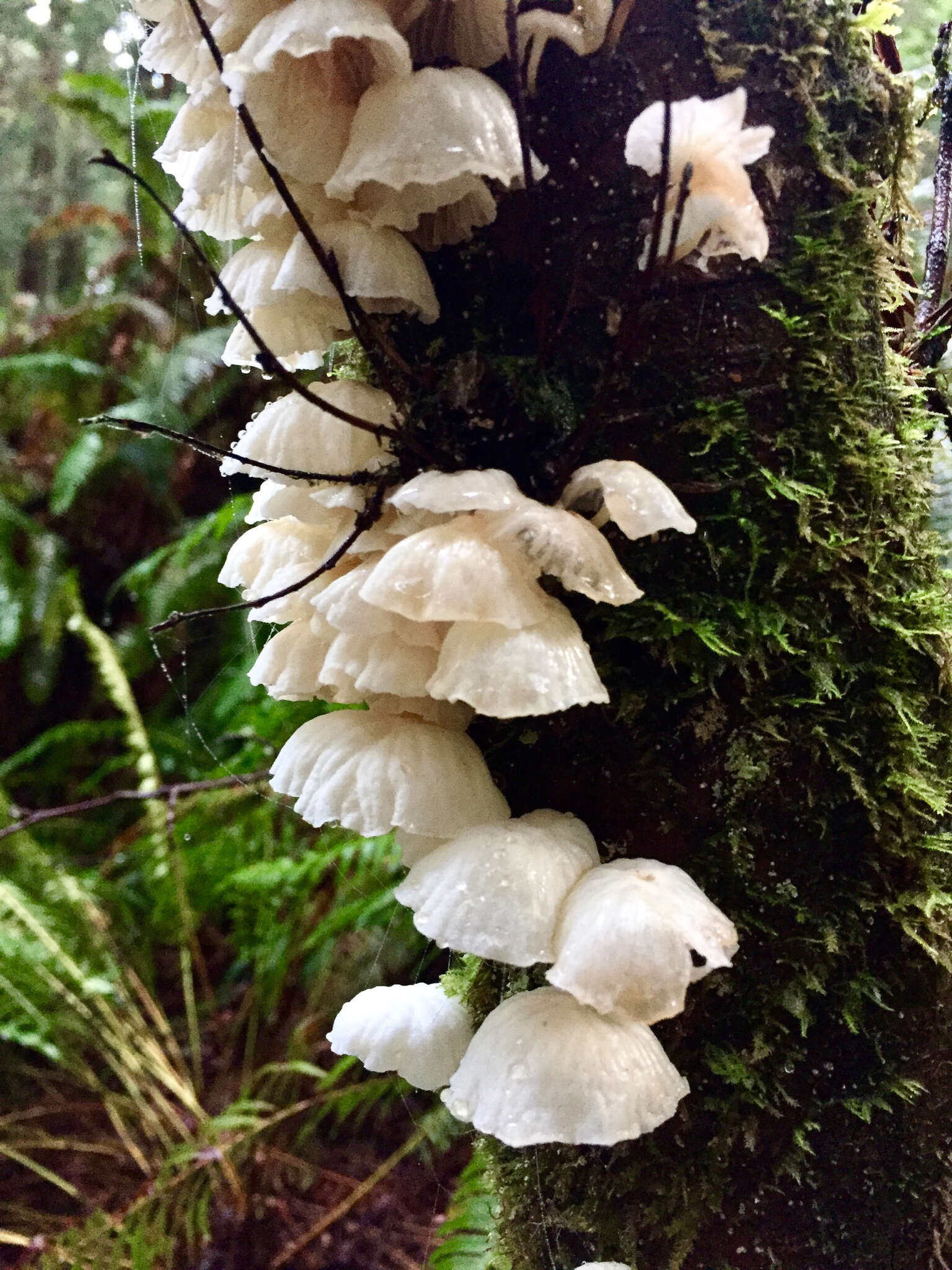 Plancia ëd Marasmiellus candidus (Fr.) Singer 1948