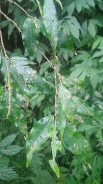 Image of Camellia caudata Wall.