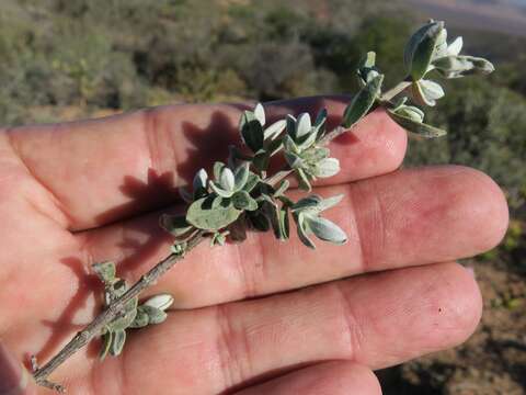 Image of Pteronia ovalifolia DC.