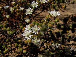 Imagem de Drosanthemum albiflorum (L. Bol.) Schwant.