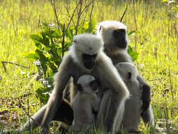 Image of Gray Langur