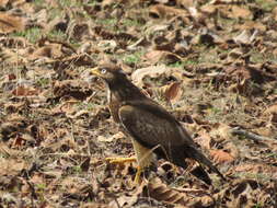 Image of White-eyed Buzzard