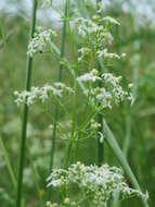 Image of White bedstraw