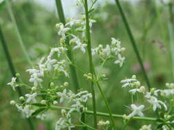 Image of White bedstraw