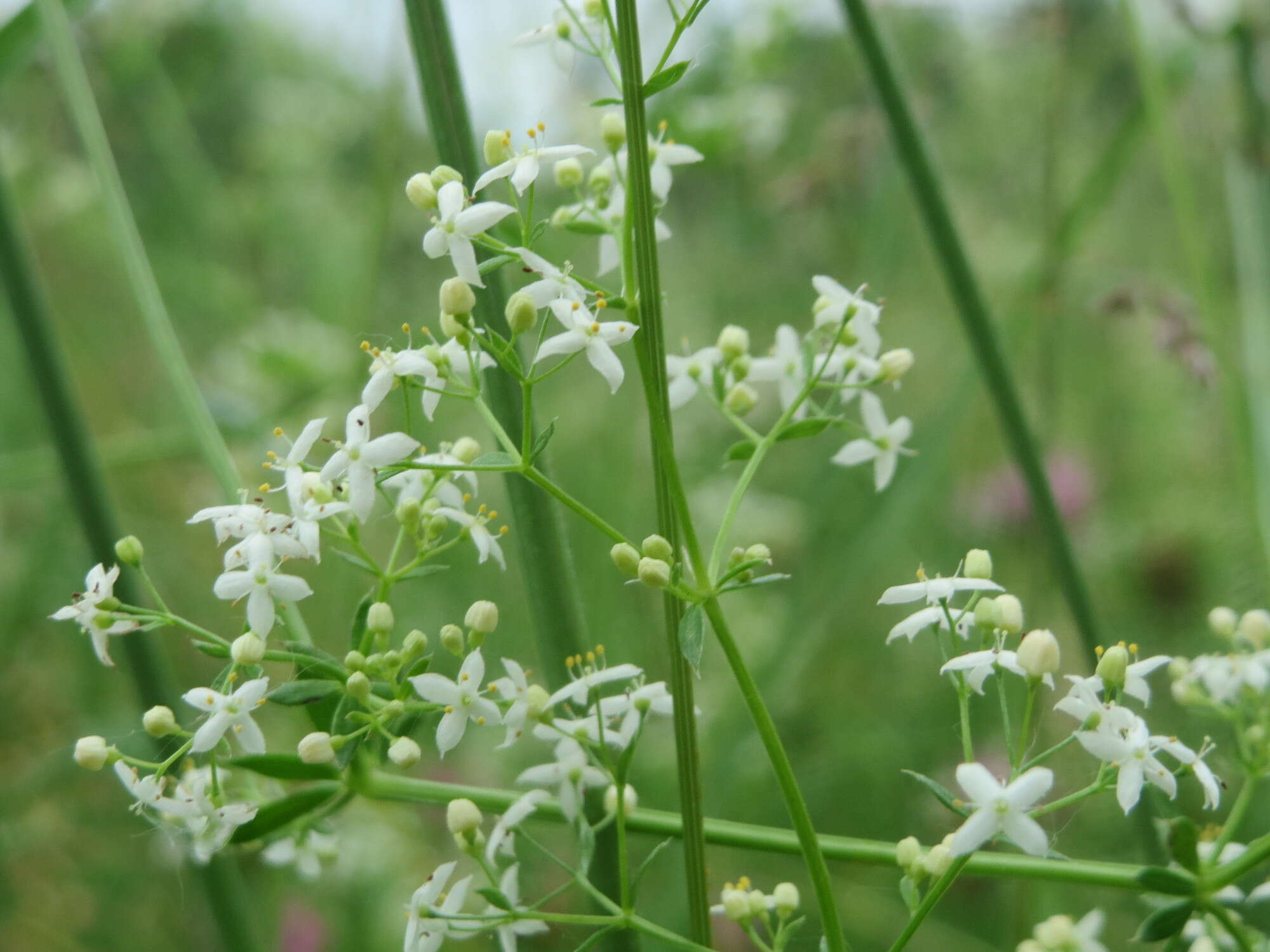 Image of White bedstraw