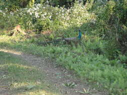 Image of Asiatic peafowl