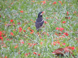 Gracupica contra (Linnaeus 1758) resmi