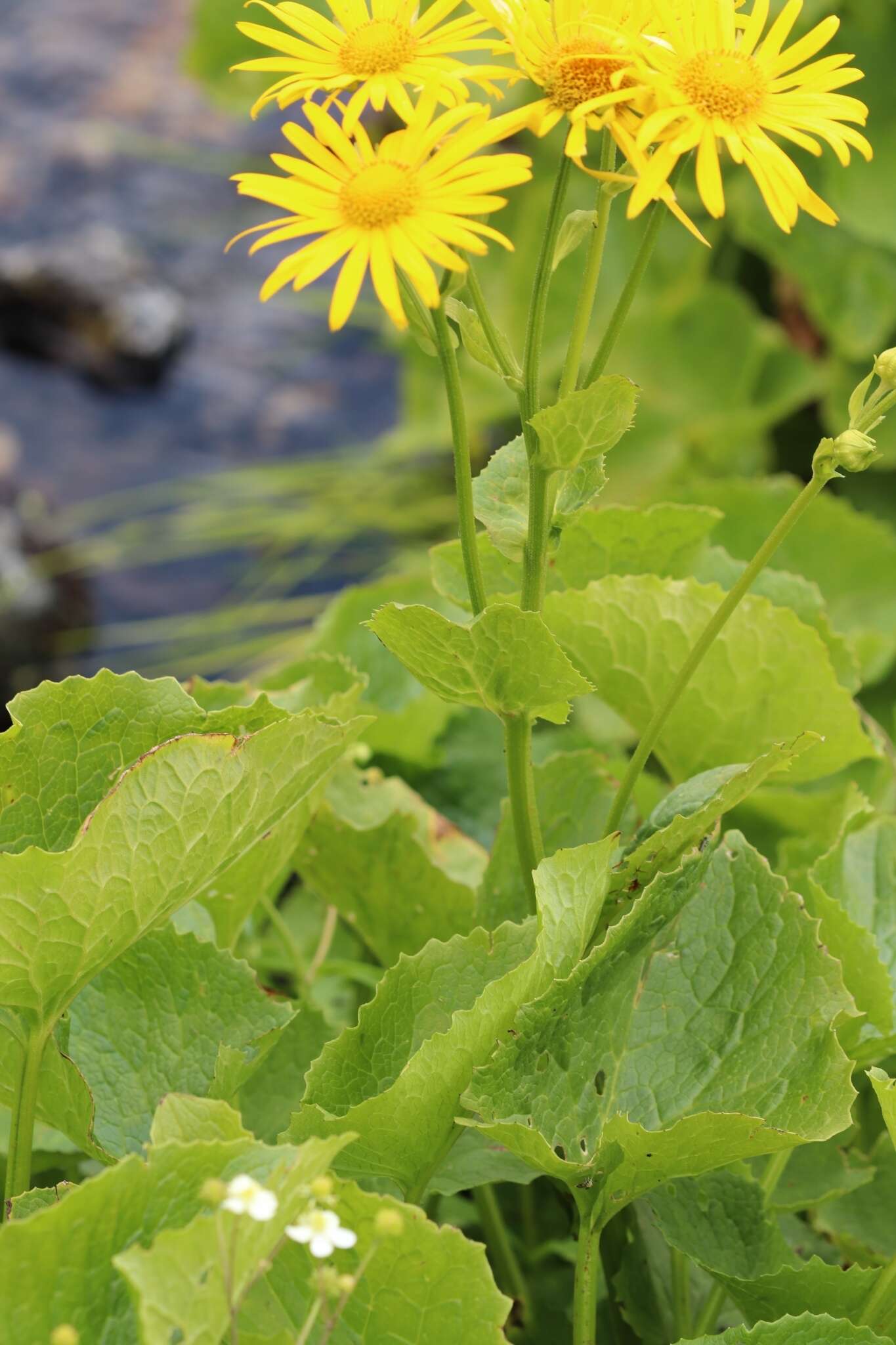 Image of Doronicum cataractarum Widd.