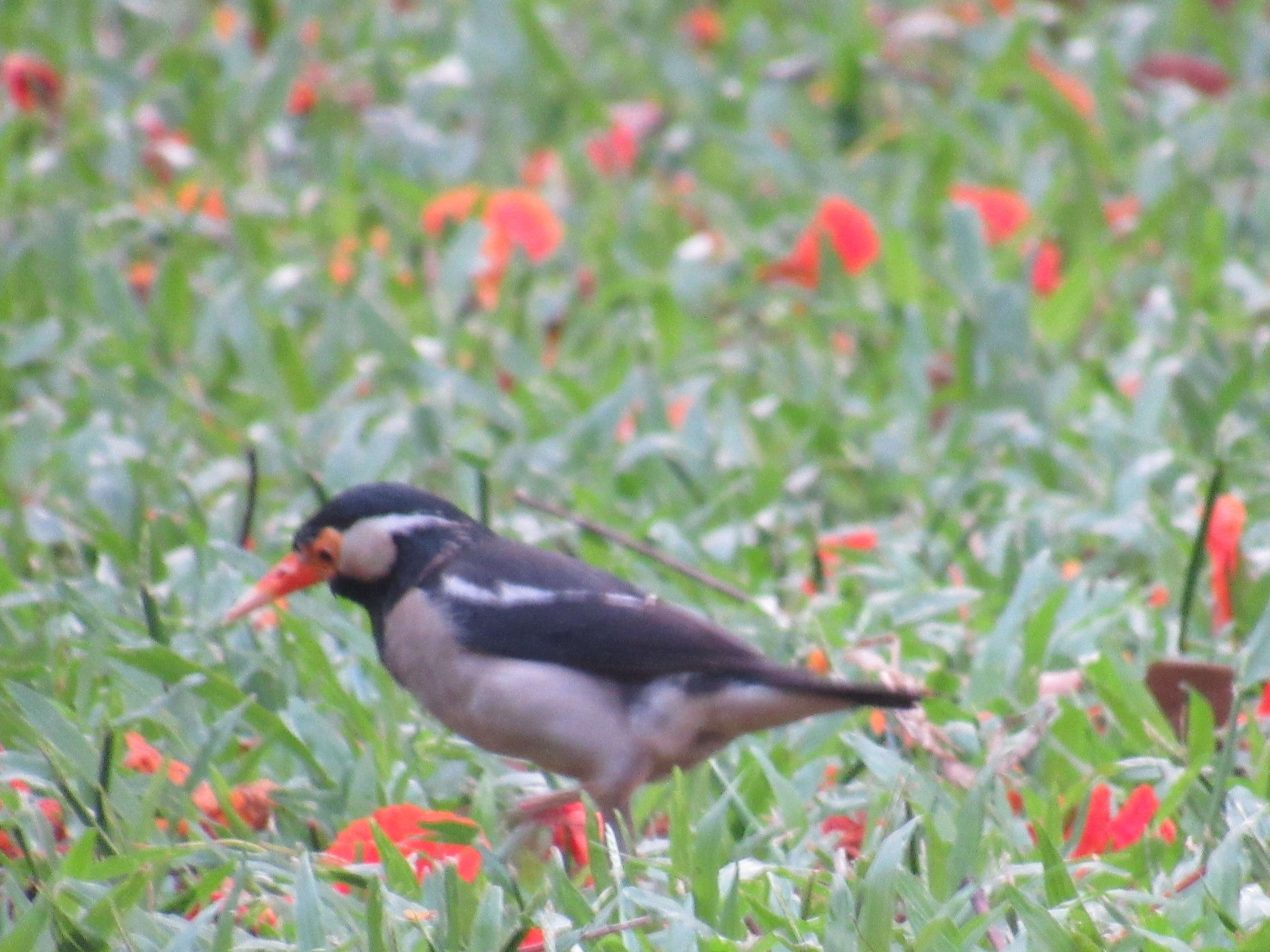 Gracupica contra (Linnaeus 1758) resmi