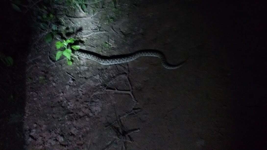 Image of Bothrops diporus Cope 1862