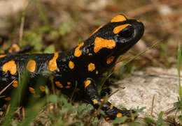 Image of Corsican Fire Salamander