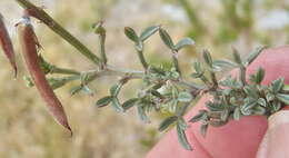 Image of Indigofera meyeriana Eckl. & Zeyh.