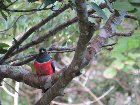 Image of Collared Trogon