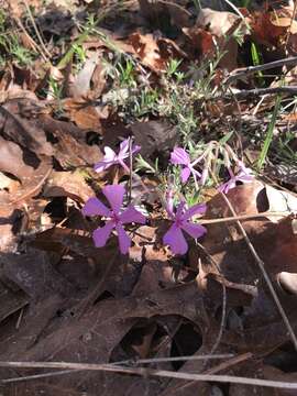 Image of trailing phlox