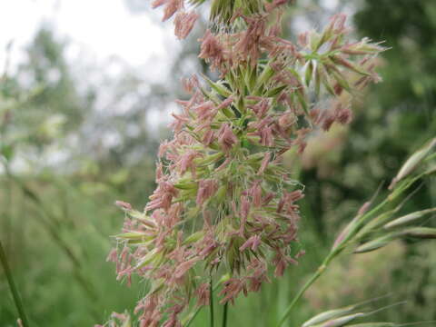 Image of Cocksfoot or Orchard Grass