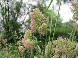 Image of Cocksfoot or Orchard Grass