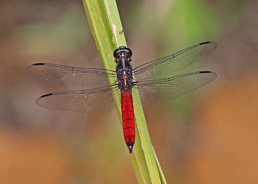 Слика од Libellula herculea Karsch 1889