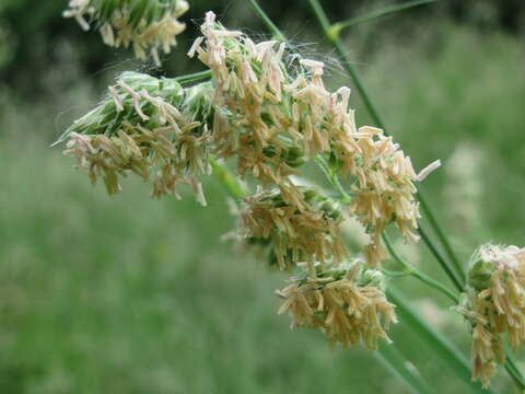 Image of Cocksfoot or Orchard Grass