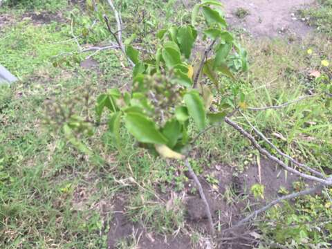 Image of Texas torchwood