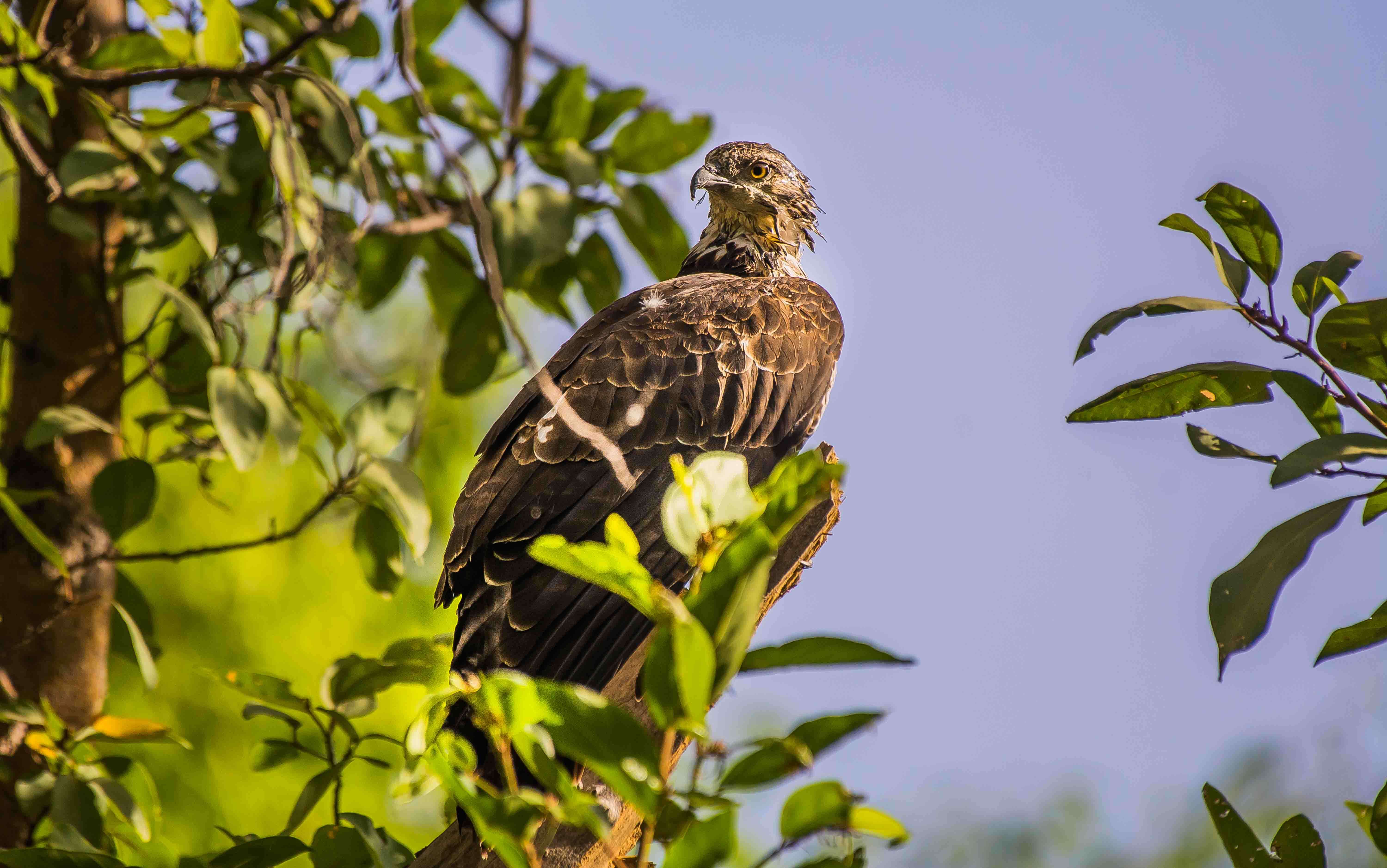 Image of Crested Honey Buzzard