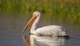 Image of Dalmatian Pelican