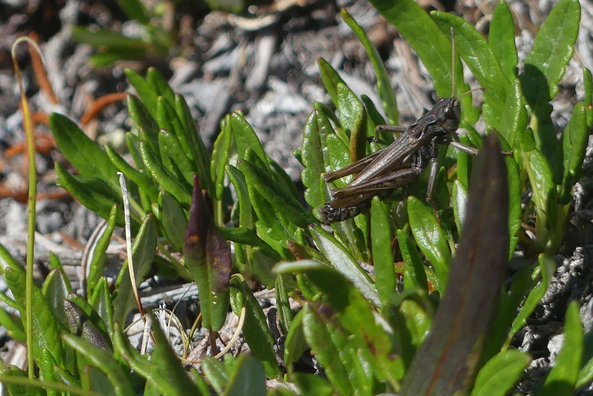 Aeropedellus clavatus (Thomas & C. 1873)的圖片