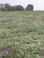 Image of Astragalus depauperatus Ledeb.