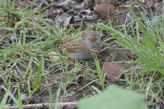 Image of Jungle Bush Quail