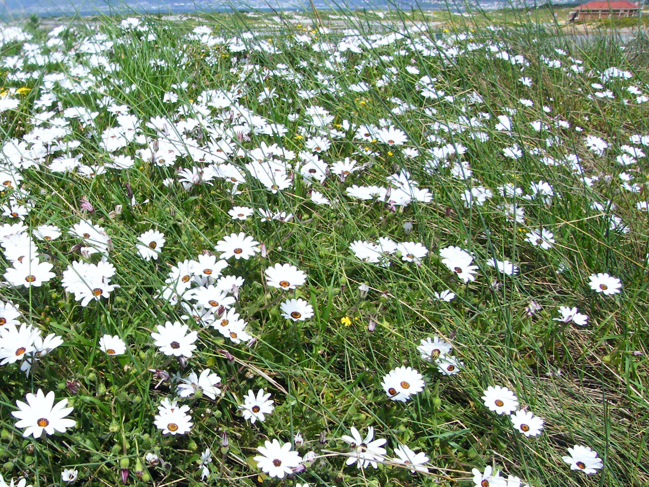 Image de Dimorphotheca pluvialis (L.) Moench