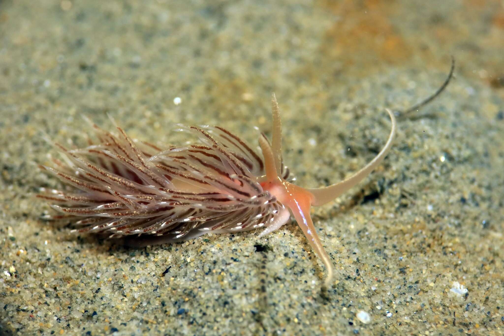 Image of Facelina vicina (Bergh 1882)