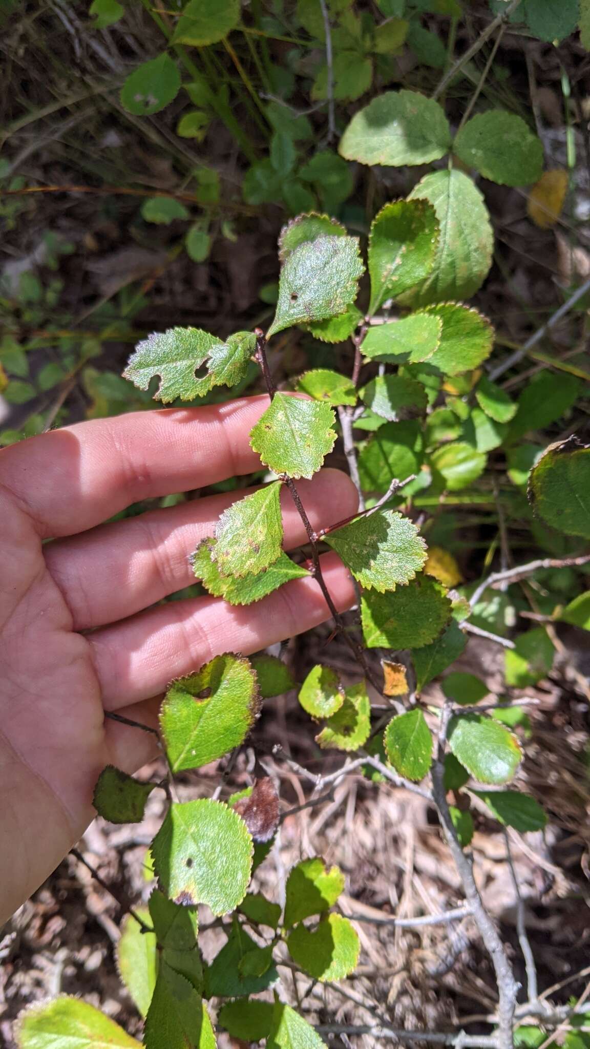 Image of dwarf hawthorn