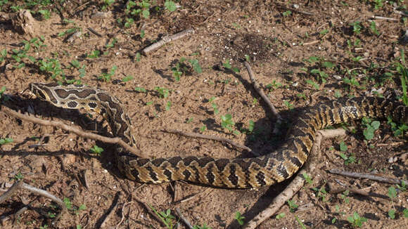 Image of Palestine Viper