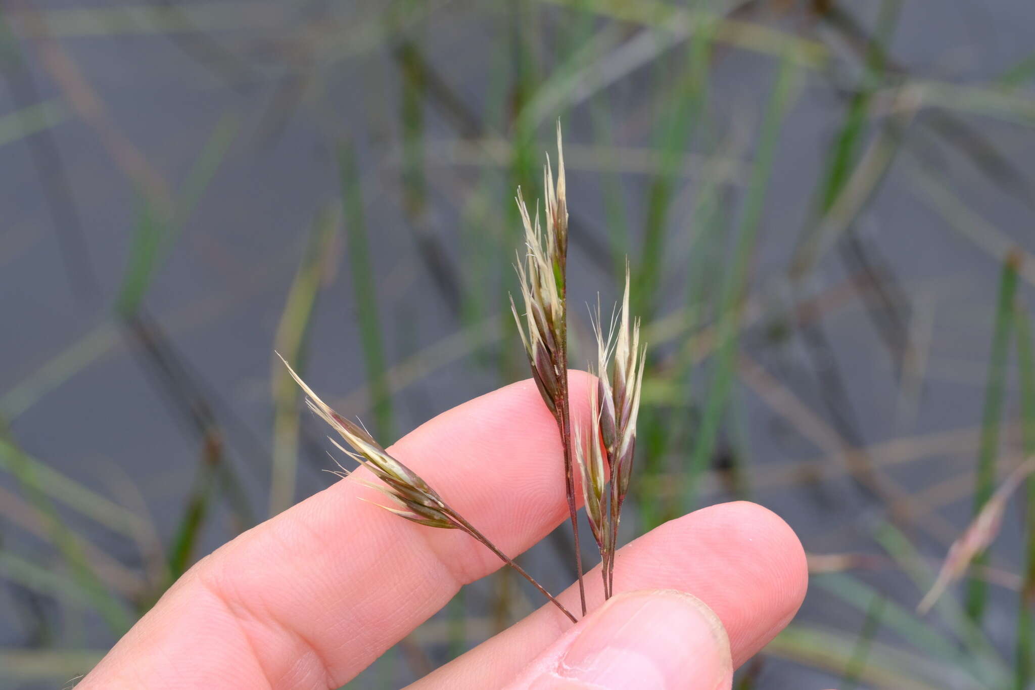 Image of Rytidosperma duttonianum (Cashmore) Connor & Edgar