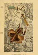 Image of Deroplatys desiccata Westwood 1839