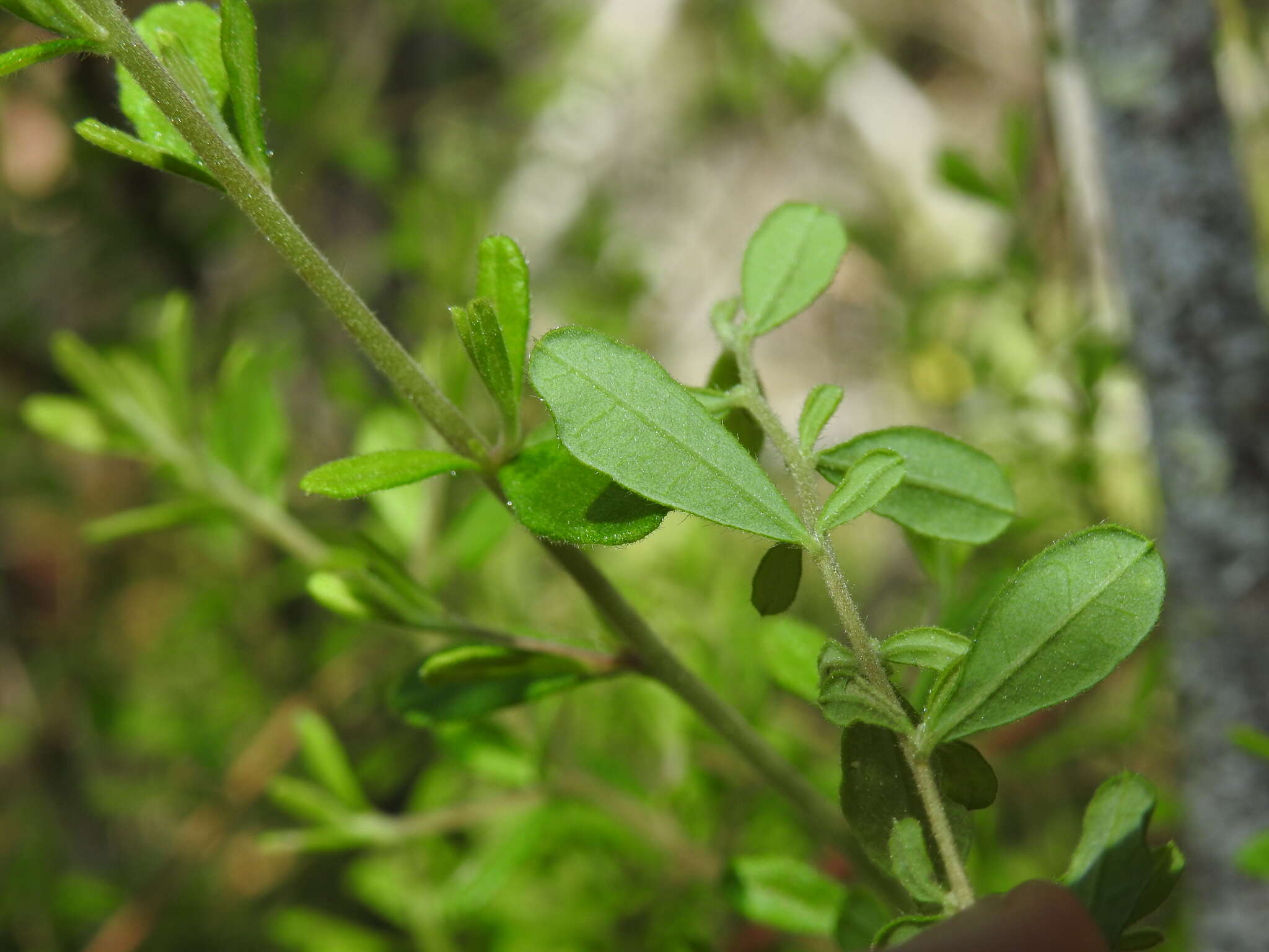 Image of Hibbertia aspera subsp. aspera