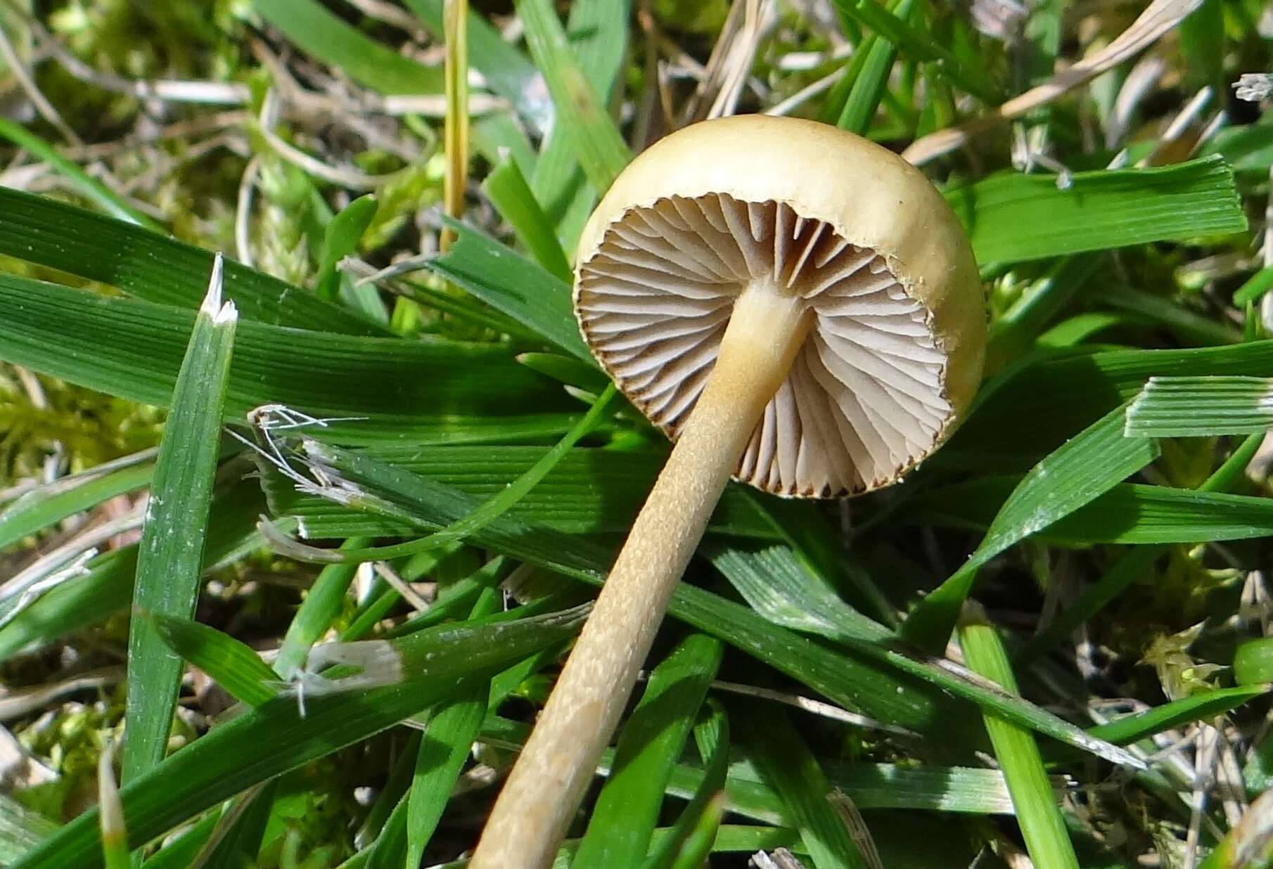 صورة Marasmius oreades (Bolton) Fr. 1836