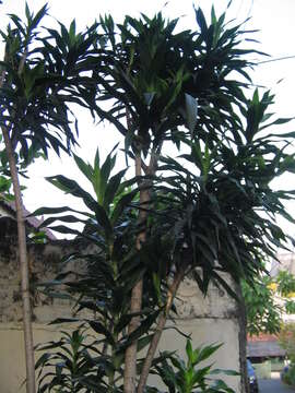 Слика од Dracaena angustifolia (Medik.) Roxb.